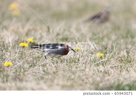 A male of the Gray Starling searching for food on the ground 65943071