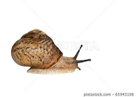 Snail isolated on white background Snail isolated on white background 65943198