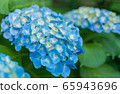 Hydrangea 1 65943696