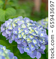 Hydrangea 2 65943697
