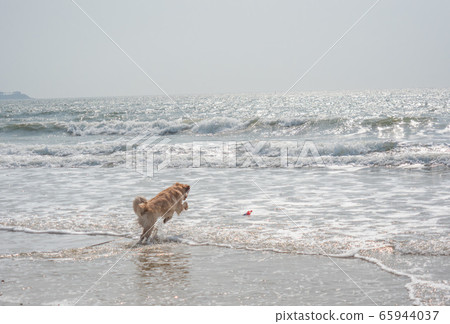 Dog and sea Dog and sea 65944037