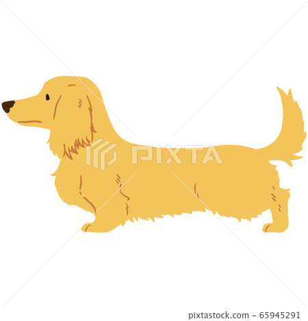 golden long haired miniature dachshund