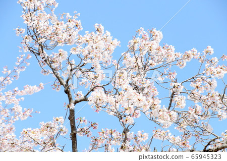 櫻花（軟） 65945323