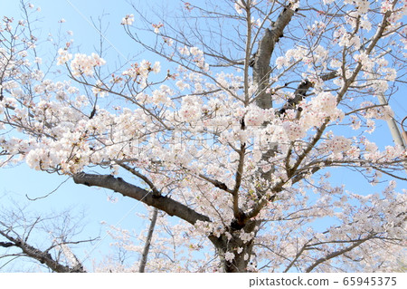 櫻花(軟) 櫻花(軟) 65945375