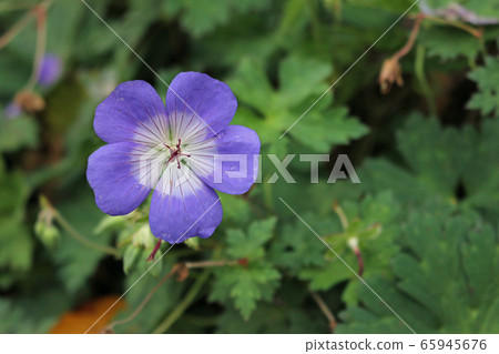 Geranium Rozanne flower 65945676