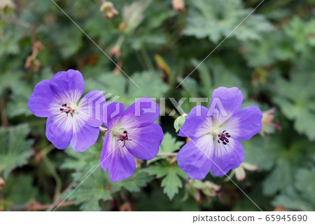 Geranium Rozanne flowers 65945690