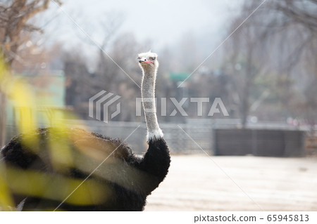 鴕鳥悠閒地玩耍 鴕鳥悠閒地玩耍 65945813