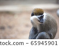 猴子坐著放鬆 65945901