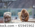 猴子坐著放鬆 65945902