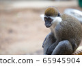 猴子坐著放鬆 65945904
