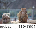 猴子坐著放鬆 65945905