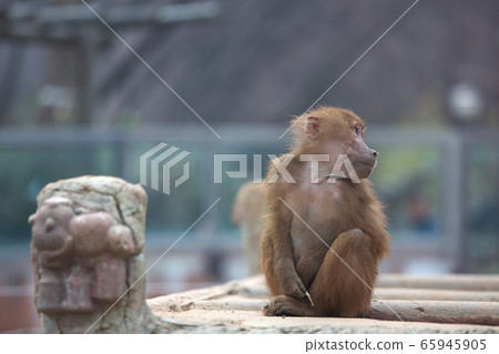 Monkey sitting and relaxing 65945905