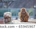 猴子坐著放鬆 65945907