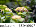 繡球_-012 65946907