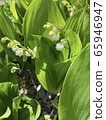 Lily of the valley 65946947
