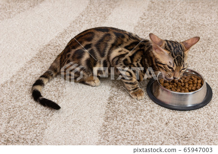 Four month old Bengal kitten eats dry food Four month old Bengal kitten eats dry food 65947003