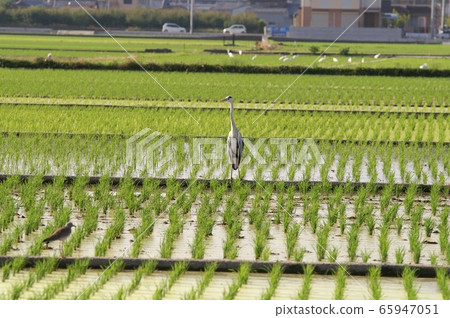 稻田周圍的雨季 稻田周圍的雨季 65947051