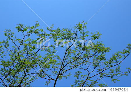 鳥取縣由里濱市多哥湖風光 65947084