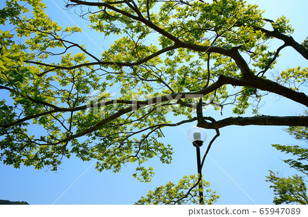 鳥取縣百合濱市多哥A彩湖公園的風景 65947089