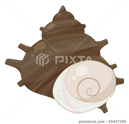 Illustration of turban shell 65947290