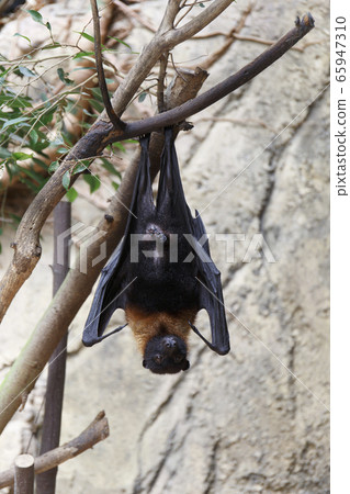 Indian flying bat 65947310