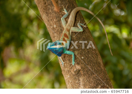 Blue chameleon on the tree 65947716