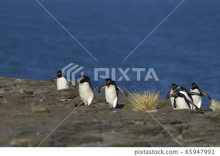 Southern Rockhopper Penguins 65947991