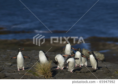 Southern Rockhopper Penguins 65947992