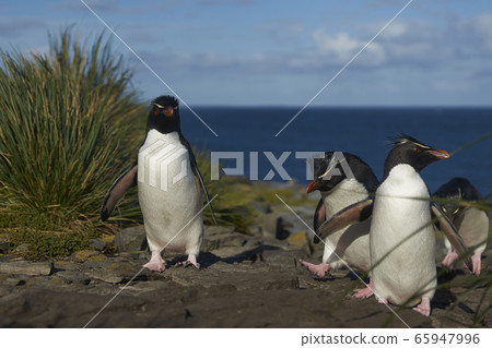 Southern Rockhopper Penguins Southern Rockhopper Penguins 65947996