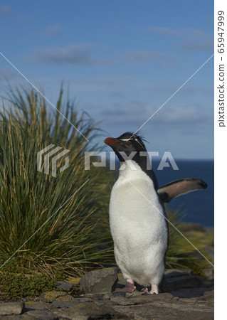 Southern Rockhopper Penguins Southern Rockhopper Penguins 65947999