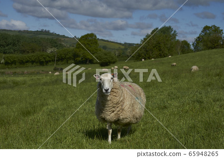 Sheep farming in the Cotswolds 65948265