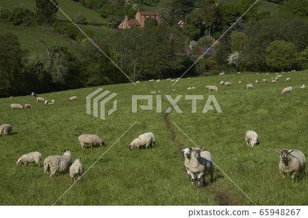 Sheep farming in the Cotswolds 65948267