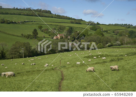Sheep farming in the Cotswolds Sheep farming in the Cotswolds 65948269
