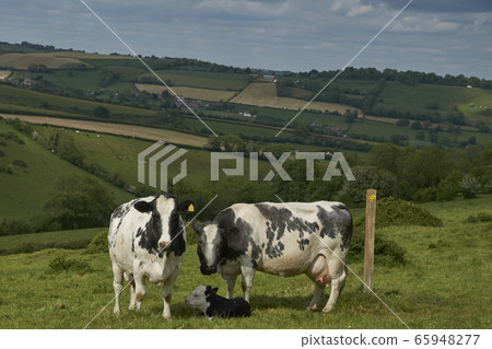 Scenic Cotswolds 65948277