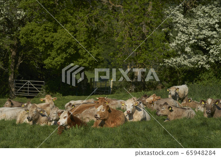 Scenic Cotswolds 65948284