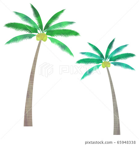 Palm tree 65948338