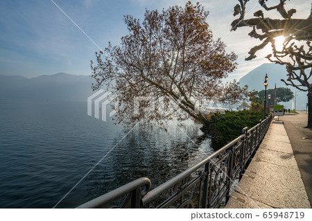 Landscape with trees over Lugano lake 65948719