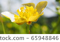 Buttercup 65948846