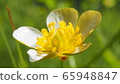 Buttercup 65948847