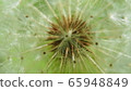 Dandelion 65948849