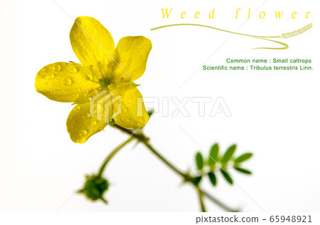 Yellow flower of small caltrops weed, isolated Yellow flower of small caltrops weed, isolated 65948921