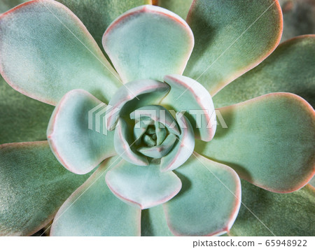 Succulent plant close up fresh leaves detail of Succulent plant close up fresh leaves detail of 65948922