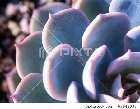 Succulent plant close up fresh leaves detail of 65948935