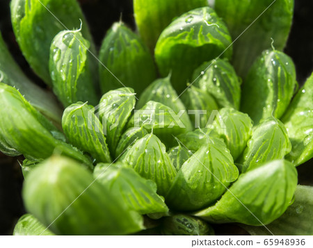 Succulent plant close-up, leaves texture of 65948936