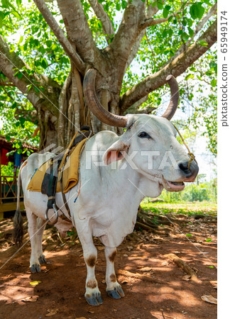 Cow with saddle for riding tourists 65949174