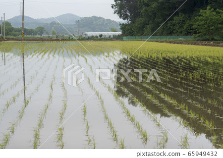 Hojobeol, Siheung-si, Gyeonggi-do 65949432
