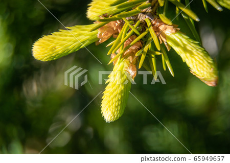 Russia. Leningrad region. The new spring shoots on the branches of spruce. 65949657