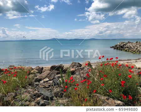 Red Poppies Flowering In Pomorie, Bulgaria. Red Poppies Flowering In Pomorie, Bulgaria. 65949880