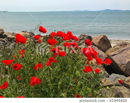 Red Poppies Flowering In Pomorie, Bulgaria. Red Poppies Flowering In Pomorie, Bulgaria. 65949888