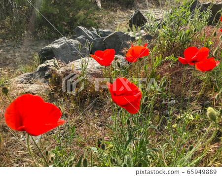 Red Poppies Flowering In Pomorie, Bulgaria Red Poppies Flowering In Pomorie, Bulgaria 65949889